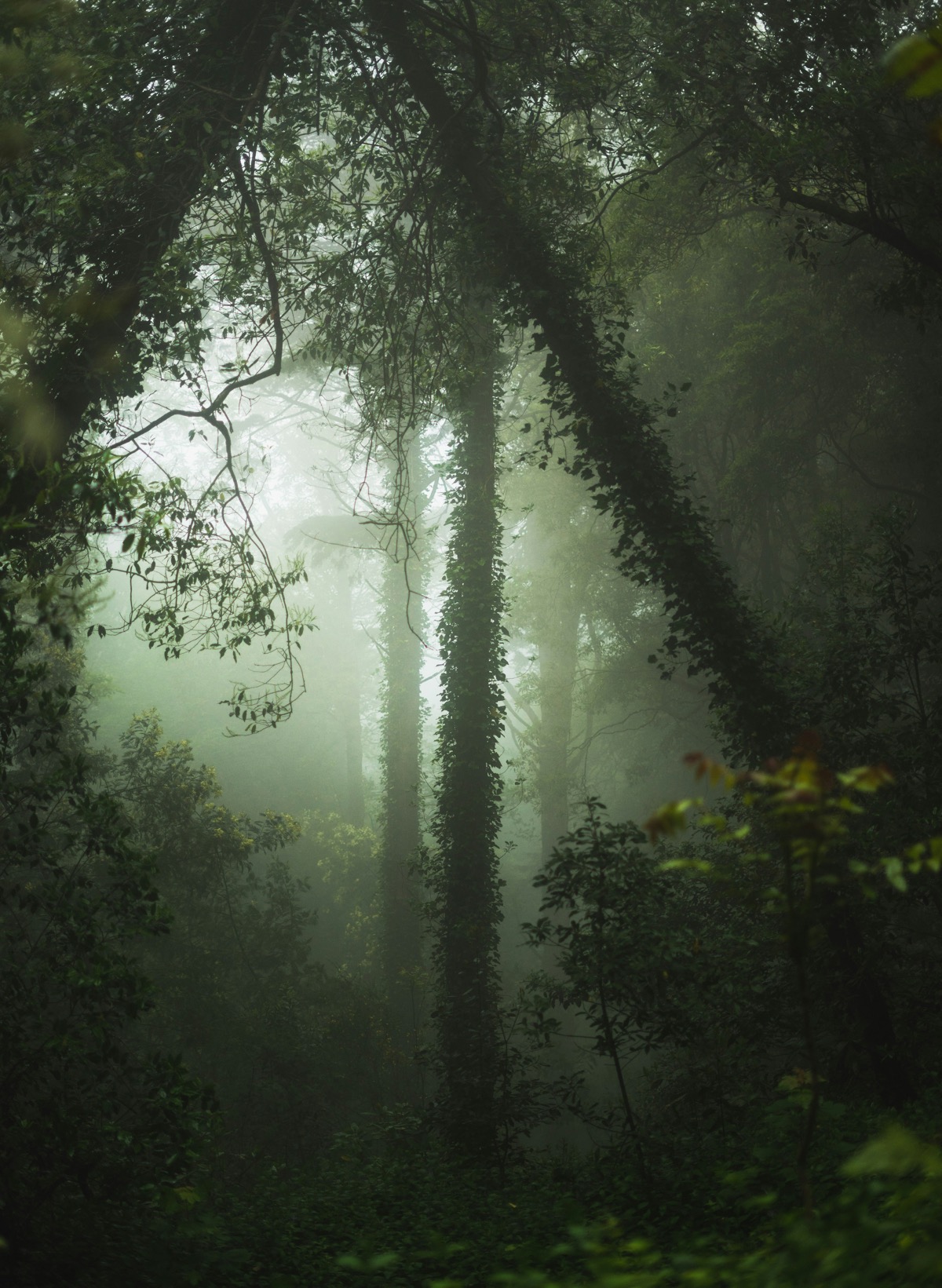 Sintra forest — misty morning walk through ancient woods