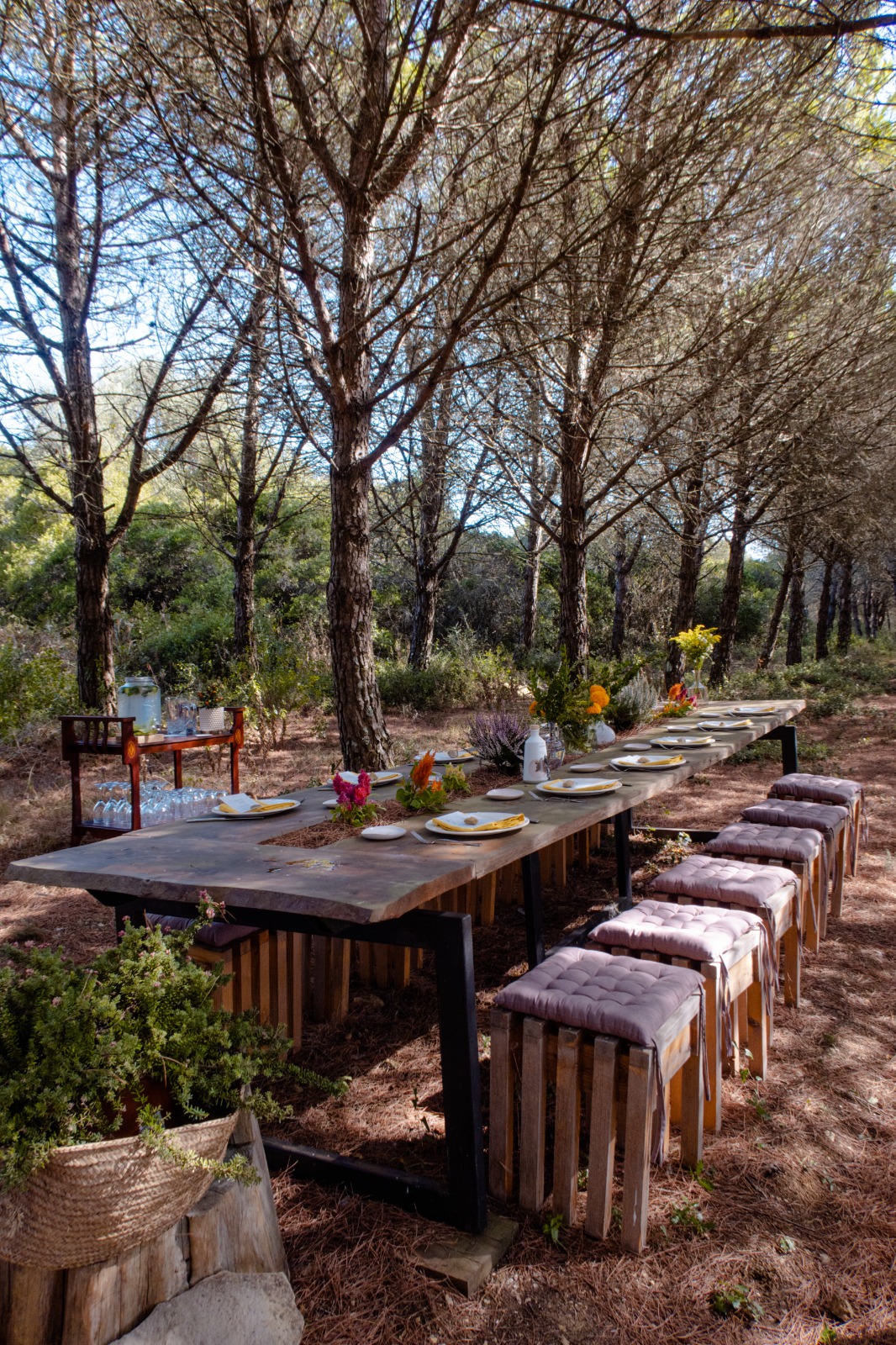Long communal dining table set under pine trees in the forest