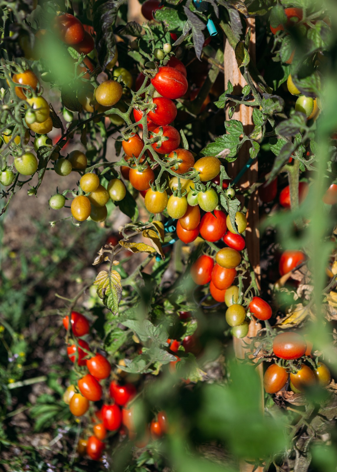 Cherry tomatoes ripening on the vine at the farm