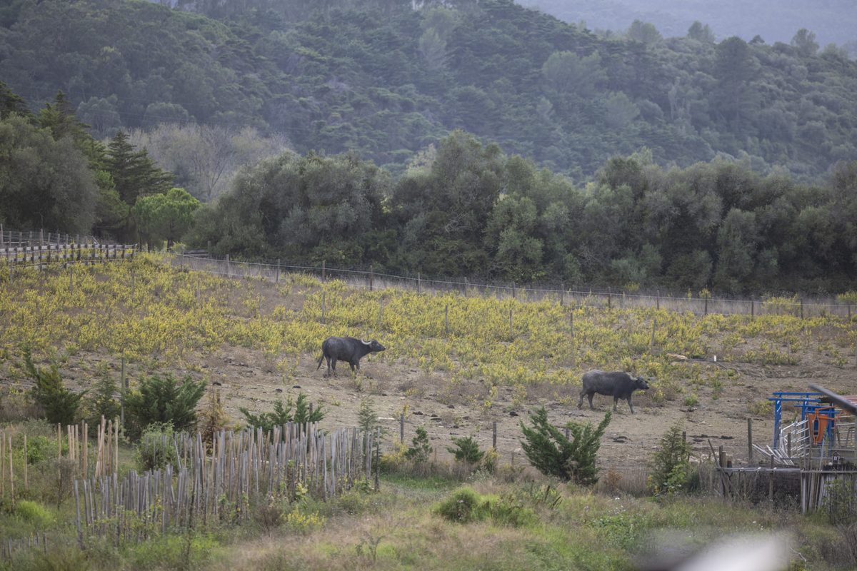 Water buffalo on the farm at Quinta da Bufala