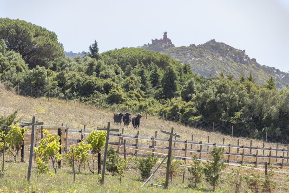 Water buffalo grazing with Sintra's Moorish Castle on the hilltop behind